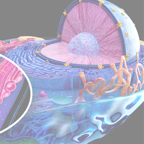 Mitokondriot – solujen voimalat ja jaksamisen perusta